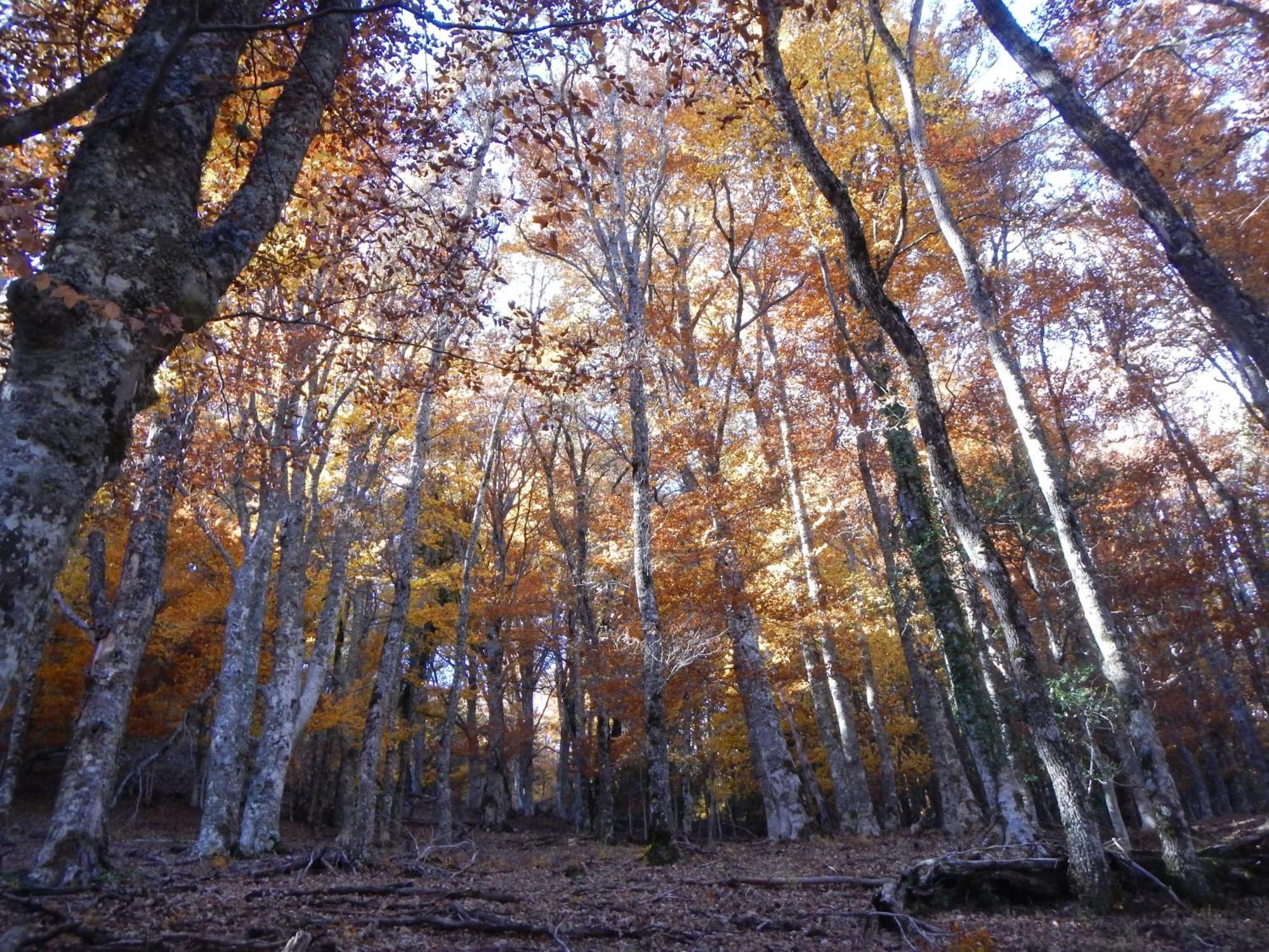 Alojamiento Rural Fuente Del Arca Pradena del Rincon Exteriör bild